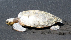 Honu at Punaluu