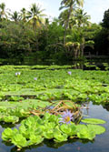 Pond at Punaluu