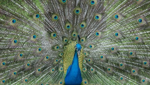 Visit Our Friendly Peacock